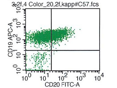 CD19 vs CD20
